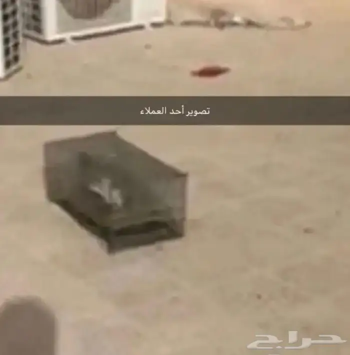 مصيدة طيور بابين 15