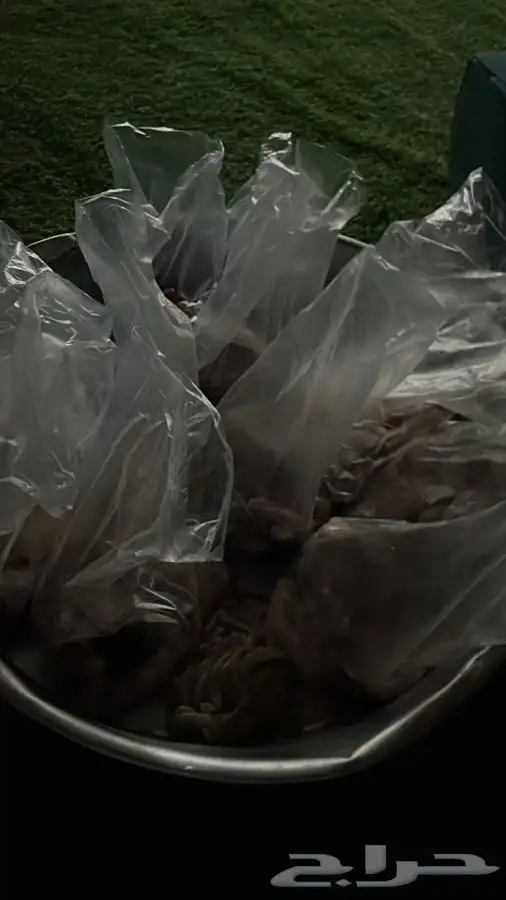 ذبايح مع السلخ والتوصيل والتوزيع حسب الطلب ثلاجه او صدقات 1