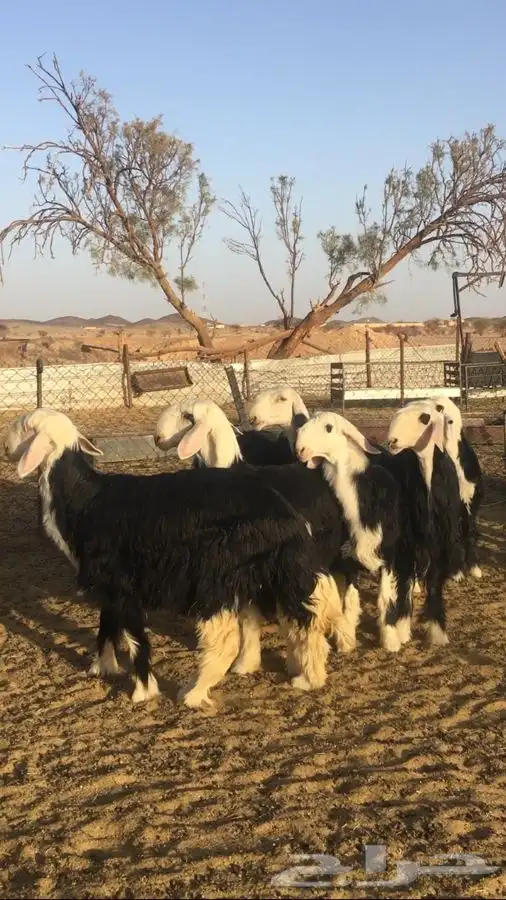 عروض النجد رقم 1 حلال ابو حمدان الحبابي 2