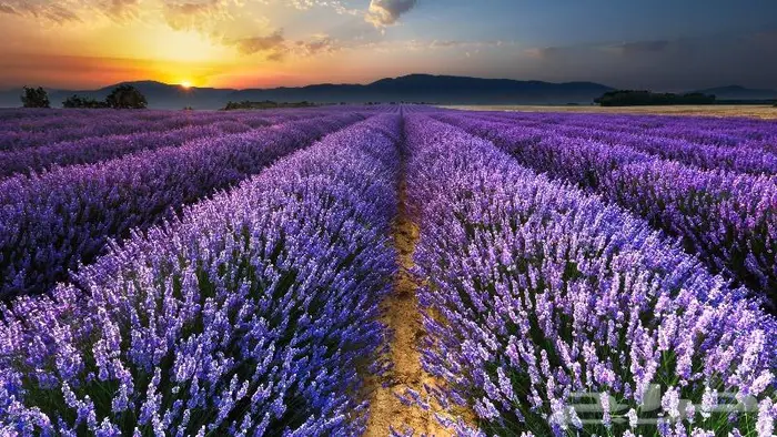 تركيبة مياد - فريدة فوحان طاغي 1