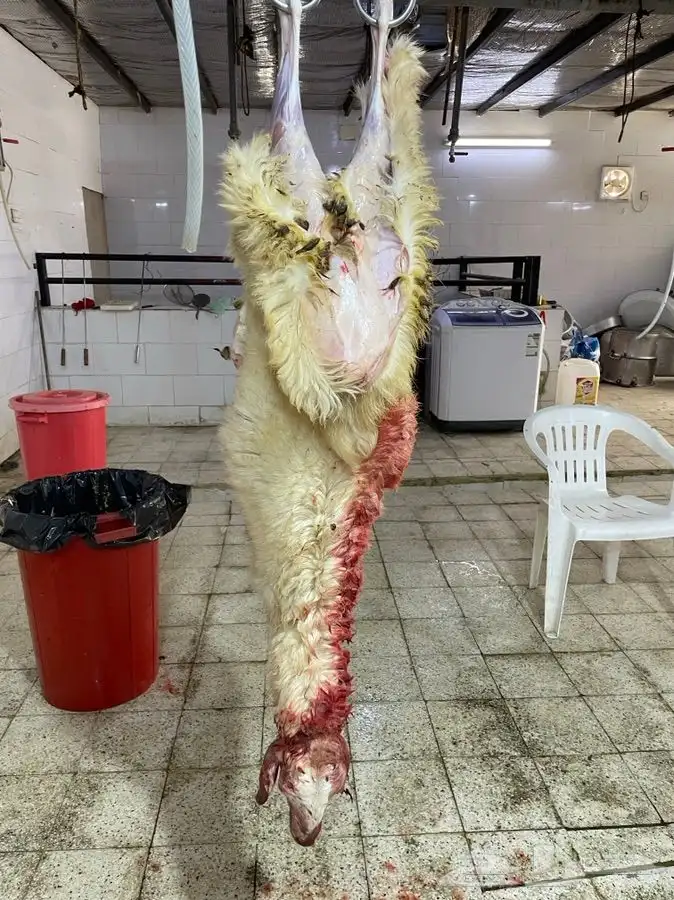 ذبائح حريه من البر نظيفه أسعارنا شامل الذبح والتقطيع التوصيل 5