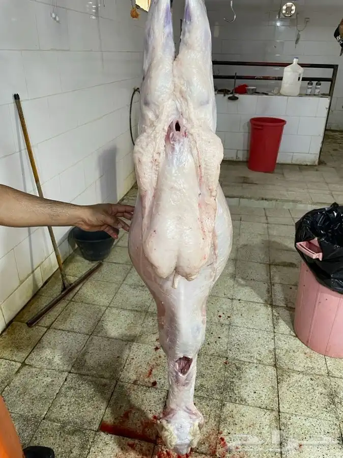 ذبائح حريه من البر نظيفه أسعارنا شامل الذبح والتقطيع التوصيل 7