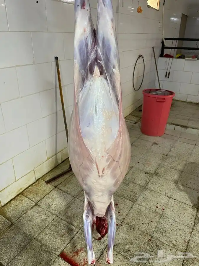 ذبائح حريه من البر نظيفه أسعارنا شامل الذبح والتقطيع التوصيل 2