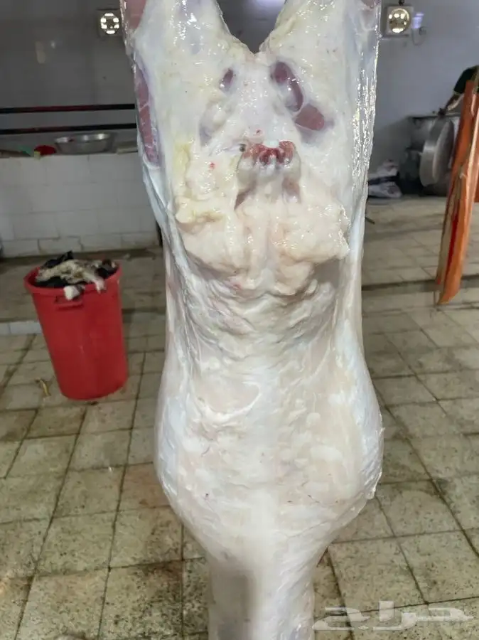 ذبائح حريه من البر نظيفه أسعارنا شامل الذبح والتقطيع التوصيل 0