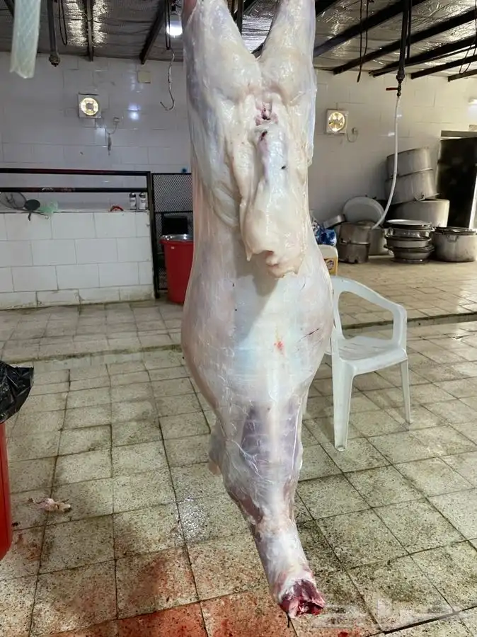 ذبائح حريه من البر نظيفه أسعارنا شامل الذبح والتقطيع التوصيل 1