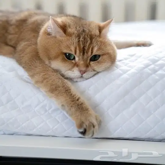 (( للتزاوج نقدا او بالاقساط )) قط سكوتش ستريت مستورد ومسجل 0