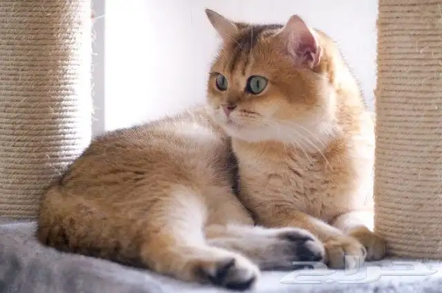 (( للتزاوج نقدا او بالاقساط )) قط سكوتش ستريت مستورد ومسجل 2