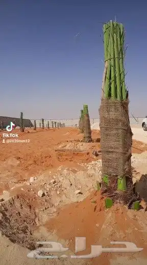 مقاول نخيل تعديل تخييش جريد مجموعة عمال 1