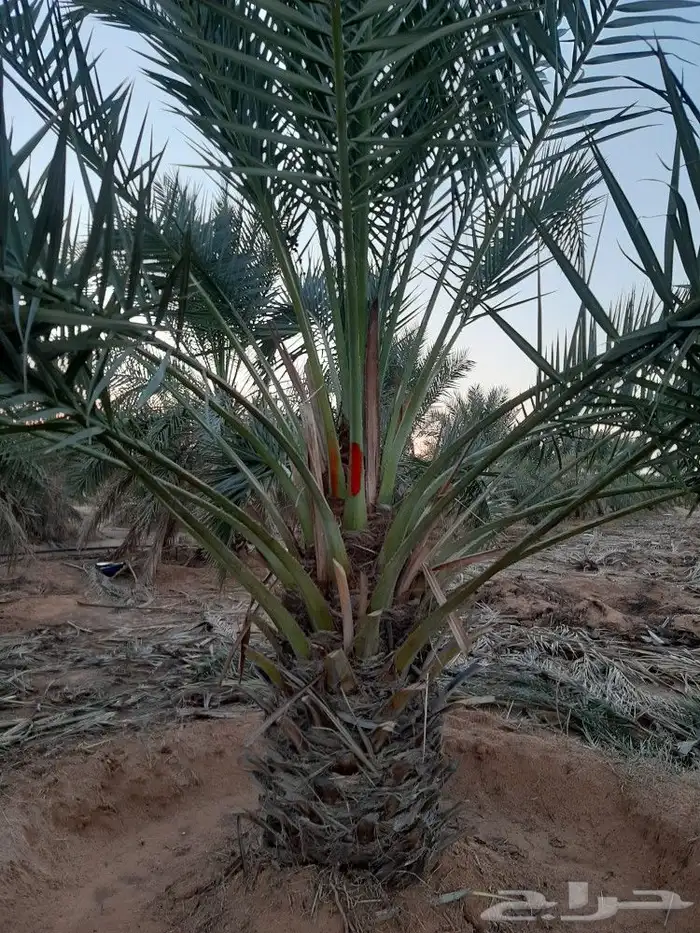 مقاول نخيل تعديل تخييش جريد مجموعة عمال 8