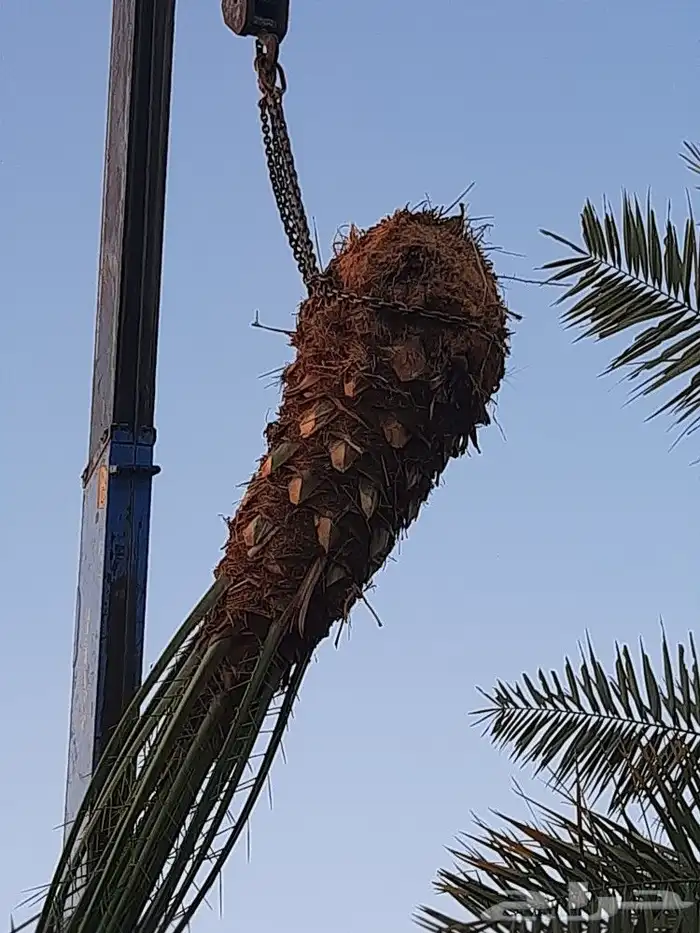 مقاول نخيل تعديل تخييش جريد مجموعة عمال 7