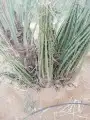 مقاول نخيل تعديل تخييش جريد مجموعة عمال 14