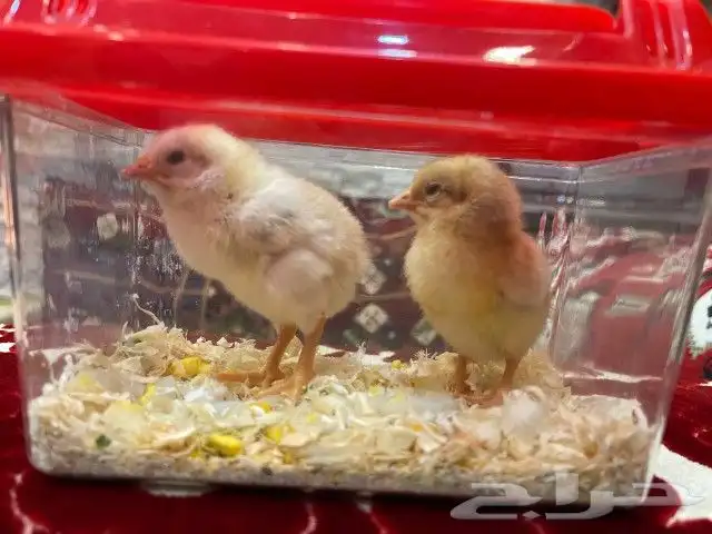 صوص دجاج كيوت يصلح للأطفال 0
