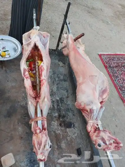 خروف سيخ على الجمر 12