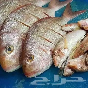 شوي خارجي مشاوي مشويات الدمام الخبر الظهران 48