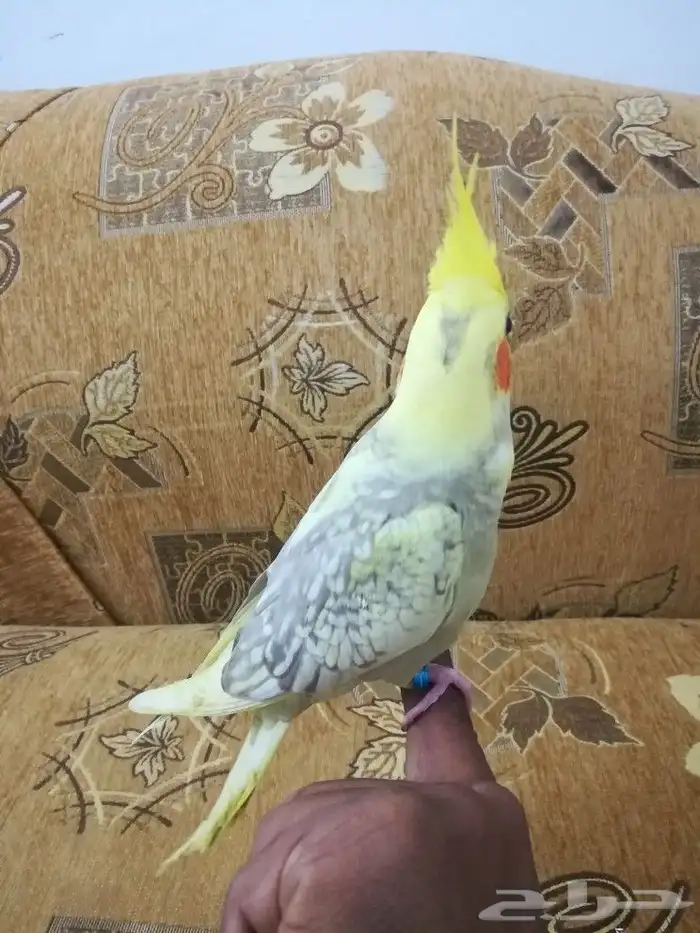 فرخ كروان لاتينو فراشه أليف 8
