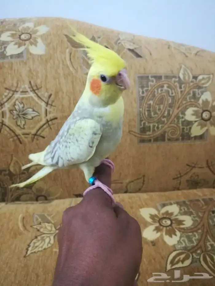 فرخ كروان لاتينو فراشه أليف 13
