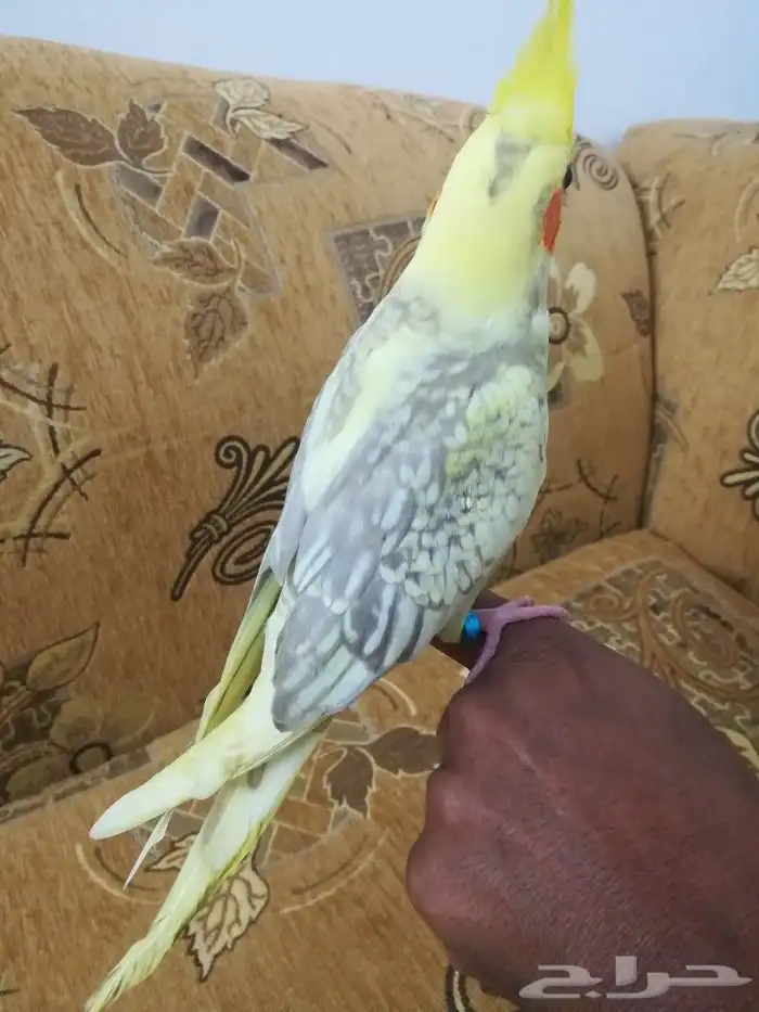 فرخ كروان لاتينو فراشه أليف 5