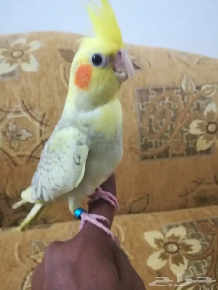 فرخ كروان لاتينو فراشه أليف 2