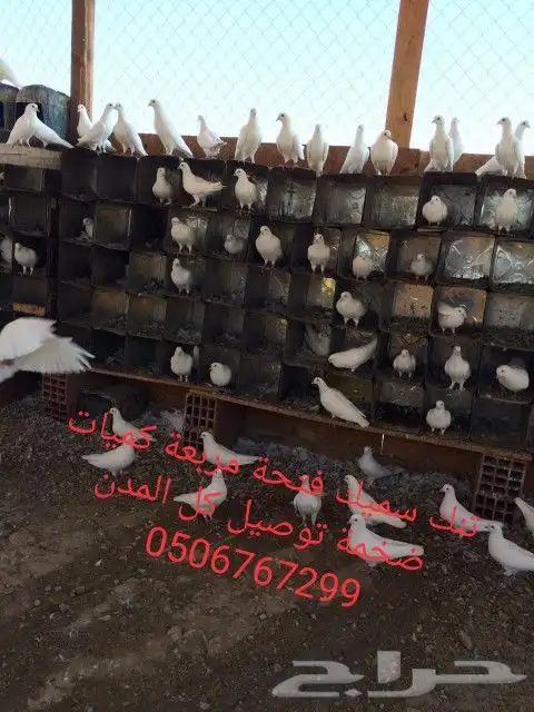 سطول تنك حمام كميات كبيرة توصيل كل المدن 14