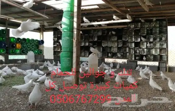 سطول تنك حمام كميات كبيرة توصيل كل المدن 13