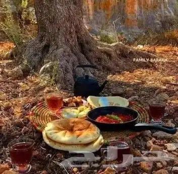زيت زيتون فلسطيني بكر بعل لكل أرجاء السعودية 35