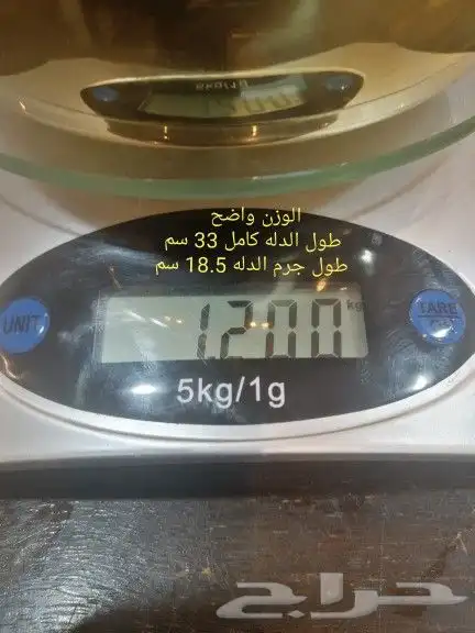 للبيع دلتين رسلان 9