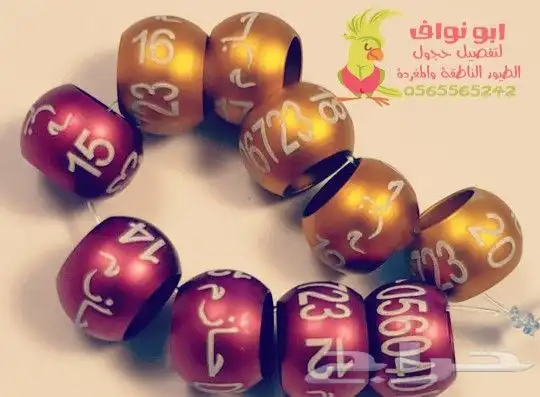 حجول قلايد فتخات حلق اطواق حمام ببغاء كنيور 5