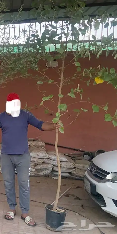 اشجار الخبيز الساحلي حجم كبير 0