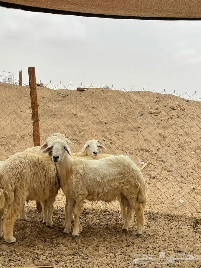 ذبايح حريه مضمونه من كل شي وباسعار مناسبة جد ا 5