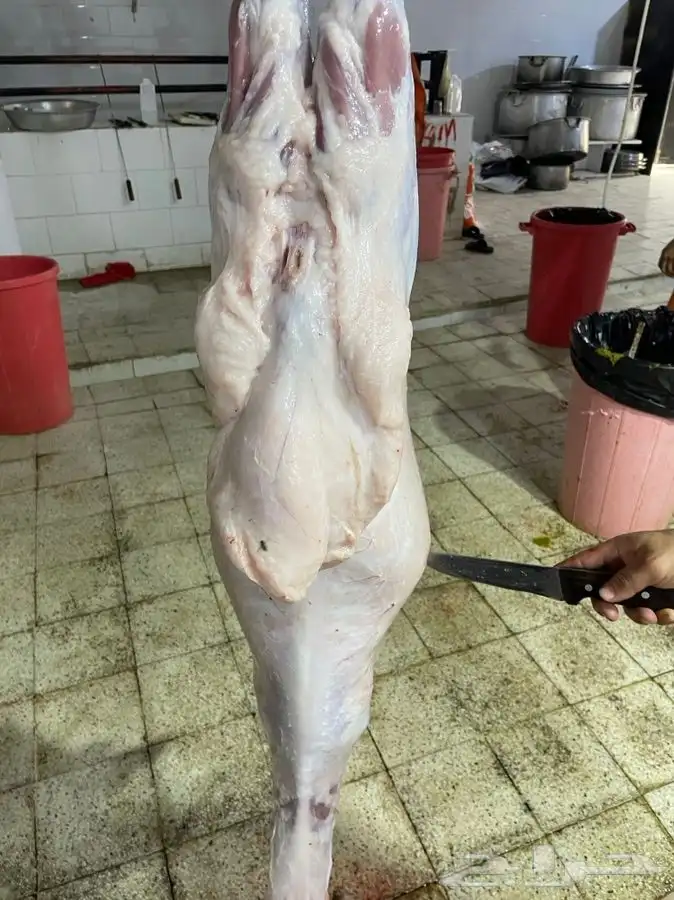 ذبايح حريه مضمونه من كل شي وباسعار مناسبة جد ا 3