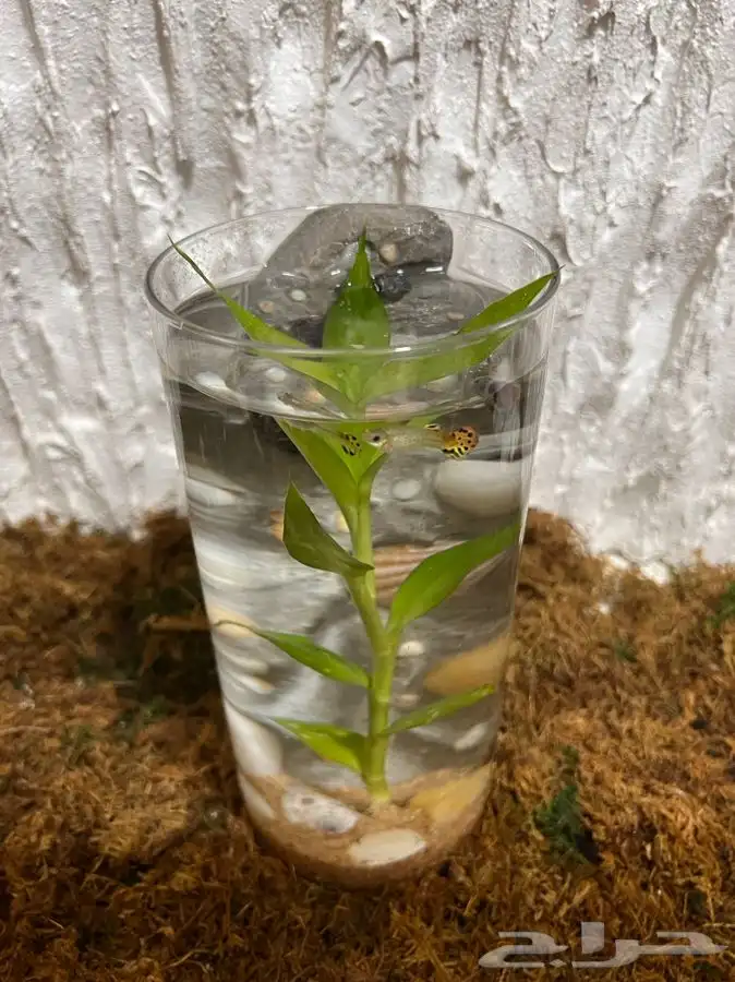 نبته داخليه تحف نباتية 8