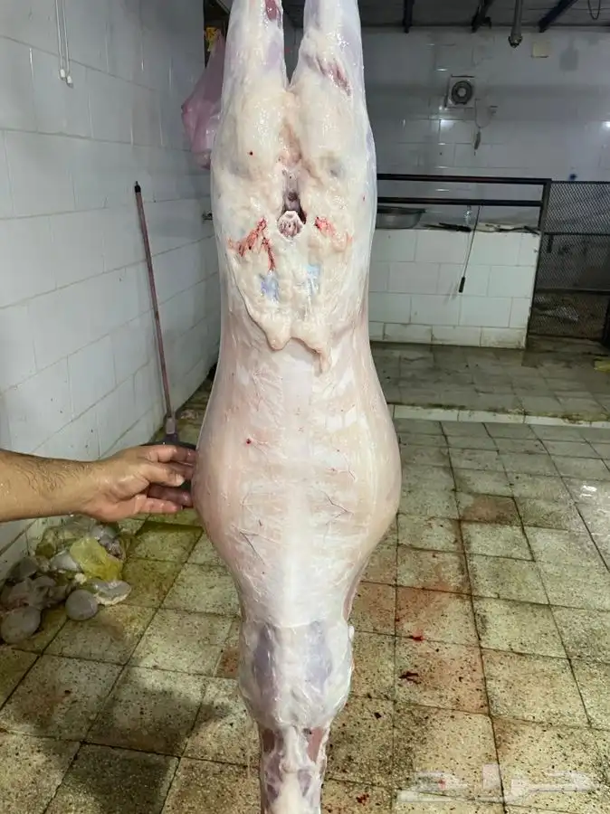 ذبايح حريه مضمونه من كل شي وباسعار مناسبة جد ا 1