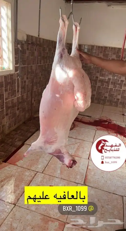 ذبيحتك لباب بيتك    4