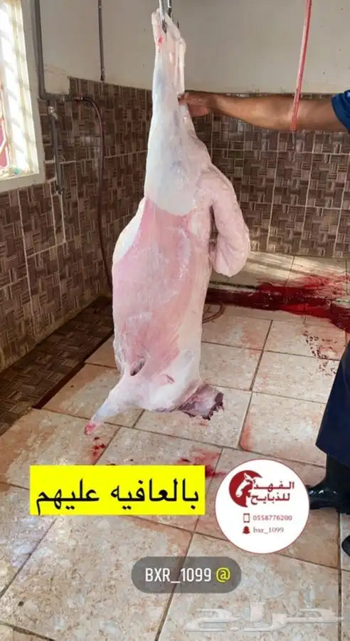 ذبيحتك لباب بيتك    5