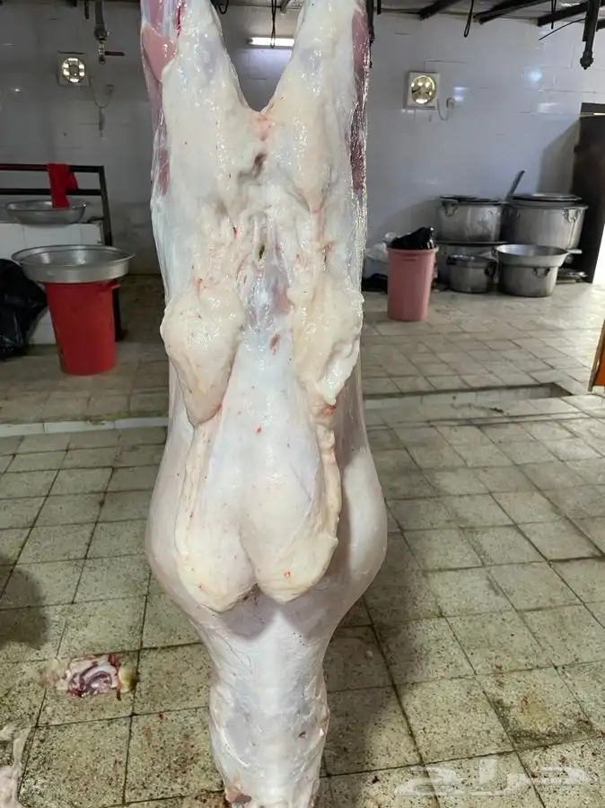 طليان وذبائح حريه مع الذبح والتوصيل لباب بيتك 0