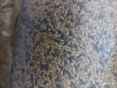 اعلاف واكل طيور كروان روز فيشر بادجي زيبرا كن 6