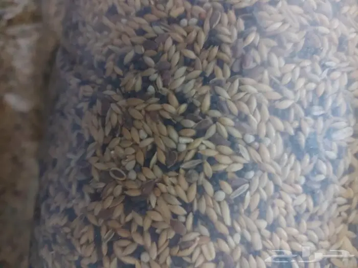 اعلاف واكل طيور كروان روز فيشر بادجي زيبرا كن 6