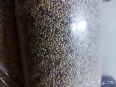 اعلاف واكل طيور كروان روز فيشر بادجي زيبرا كن 7