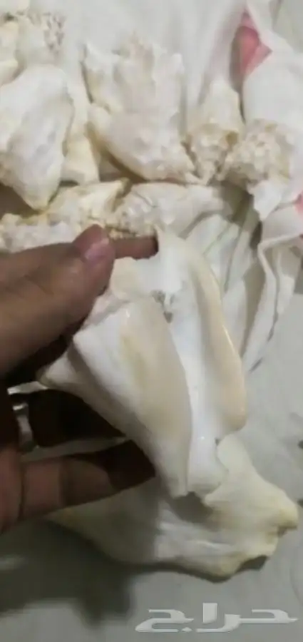 للبيع قواقع طبيعية لديكورات المكتبية والمنزليةونتفع تتلون 3