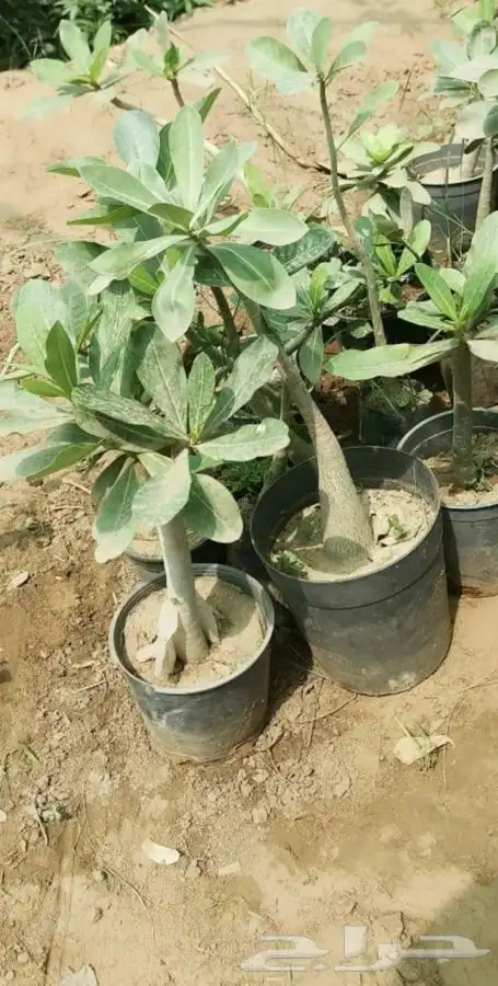 مشاتل التكامل الخضراء الزراعيه 0533351329 2