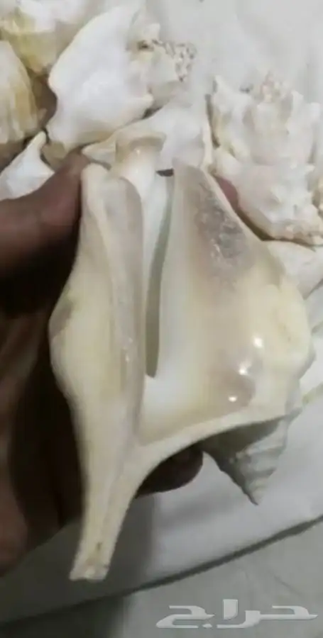 للبيع قواقع طبيعية لديكورات المكتبية والمنزليةونتفع تتلون 4