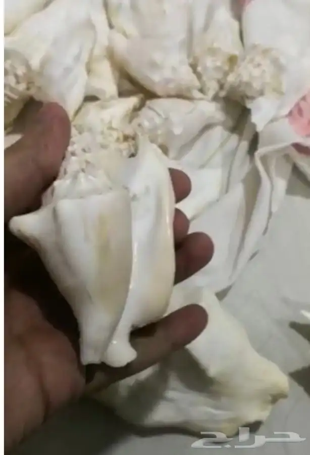 للبيع قواقع طبيعية لديكورات المكتبية والمنزليةونتفع تتلون 2