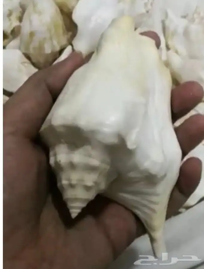 للبيع قواقع طبيعية لديكورات المكتبية والمنزليةونتفع تتلون 1