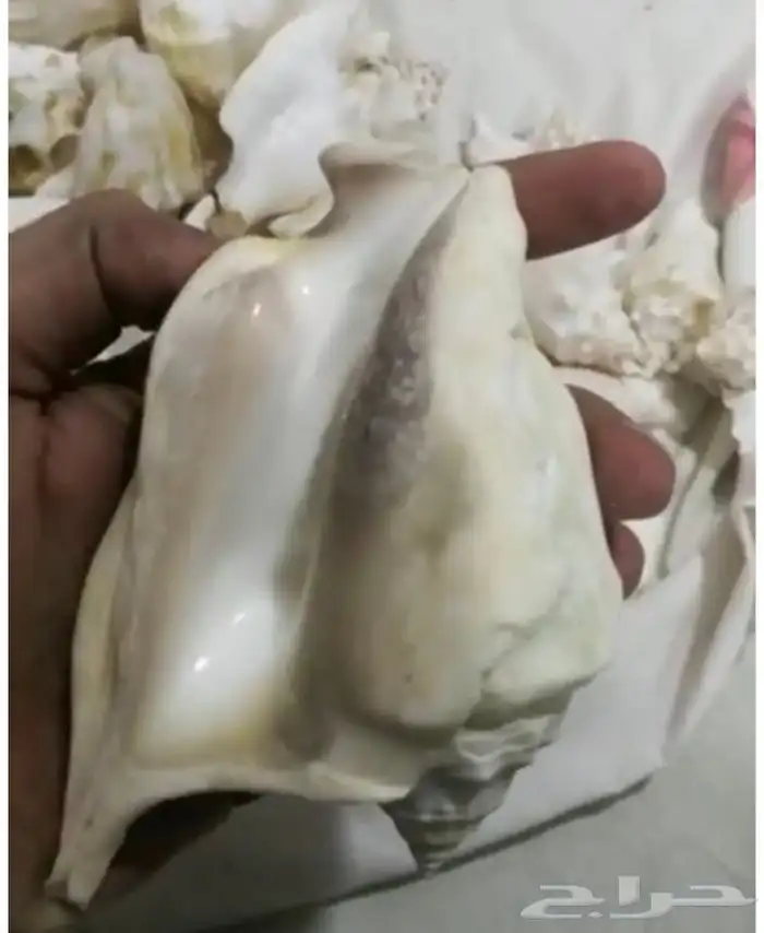 للبيع قواقع طبيعية لديكورات المكتبية والمنزليةونتفع تتلون 7