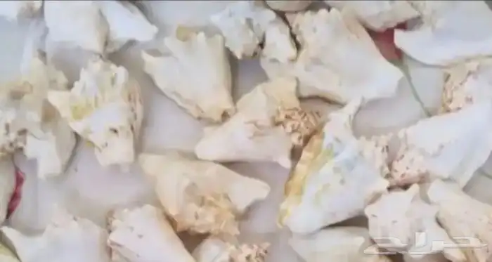 للبيع قواقع طبيعية لديكورات المكتبية والمنزليةونتفع تتلون 6