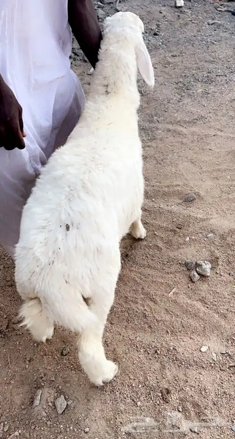 ذبائح برية ذبائح ابو مطلق 2