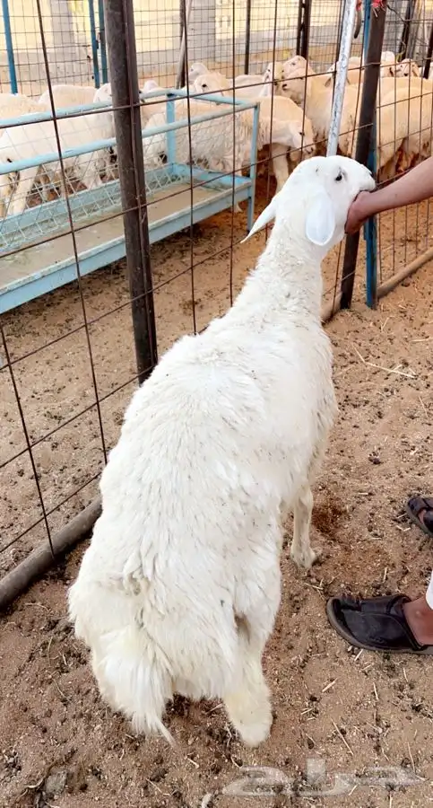ذبائح برية ذبائح ابو مطلق 1