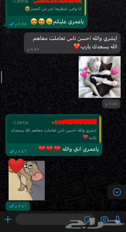 ذكر سكوتش قولد استريت Oz للتزاوج فندقة قطط 17