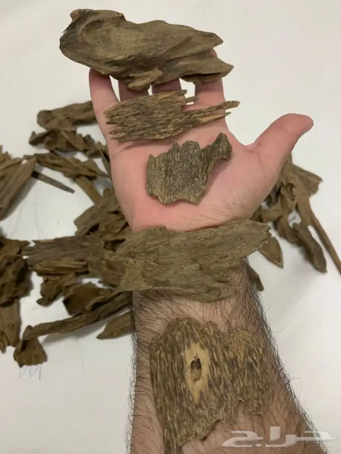 مروكي حي 0