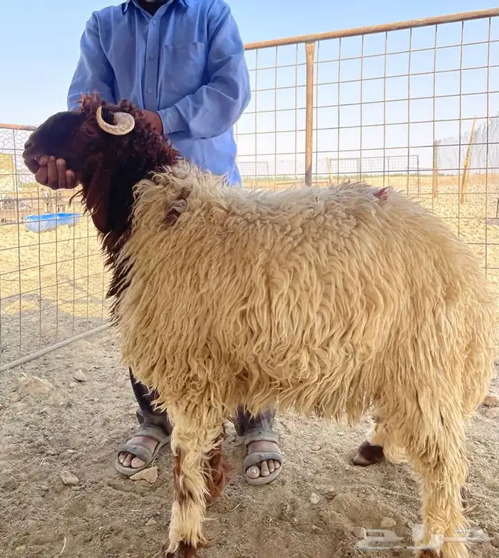 ذبائح ثلاجة طيبه 0